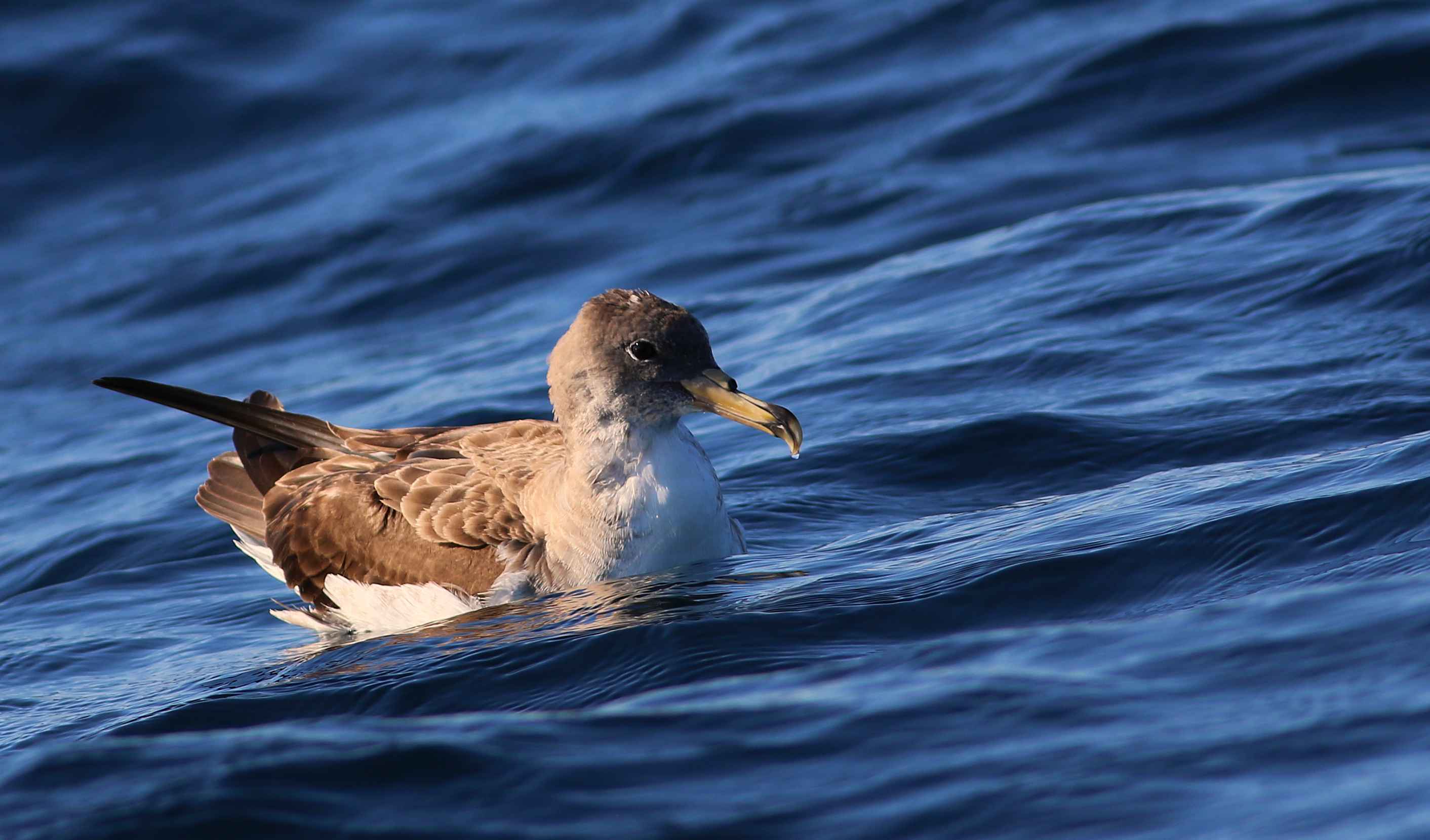 Cory's Shearwater